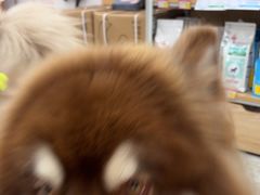 -艾贝尔宠物医院·宠保定点·超声绝育·免疫点(樱花路店)