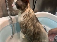 -PETKIT小佩宠物·低压洗护(国顺东路店)