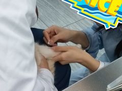 -瑞派名望志远动物医院·猫科·內科·异宠专科(直港大道店)