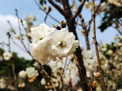 -天适樱花悠乐园