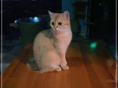 -猫小院猫主题餐厅(三里屯店)