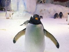 -芜湖新华联大白鲸海洋公园