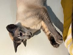 -豆逗聊愈猫阁Easy Life