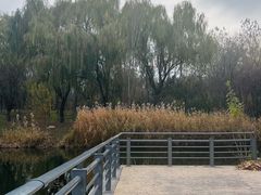 -大兴滨河森林公园