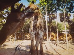 -清迈夜间动物园