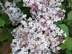 -蜀留香石锅鱼(六顺街店)