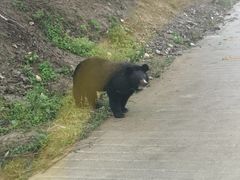 -栾川竹海野生动物园