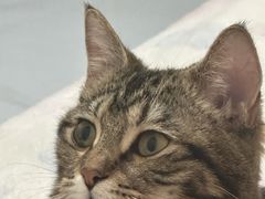 -瑞派·关忠动物医院·猫专科·犬专科(三环新城店)