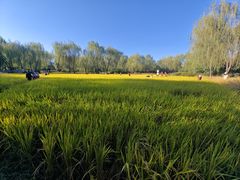 -北坞公园
