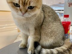 -COLOR PETS 撸猫馆·购猫·猫咖(长风大悦城店)