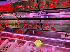 -宝鸡东道花鸟鱼虫市场(吉利花园商场店)