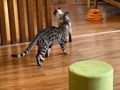 -猫爪屋猫咖(乐汇城店)