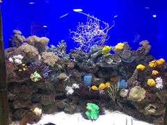 -迪拜水族馆及水下动物园