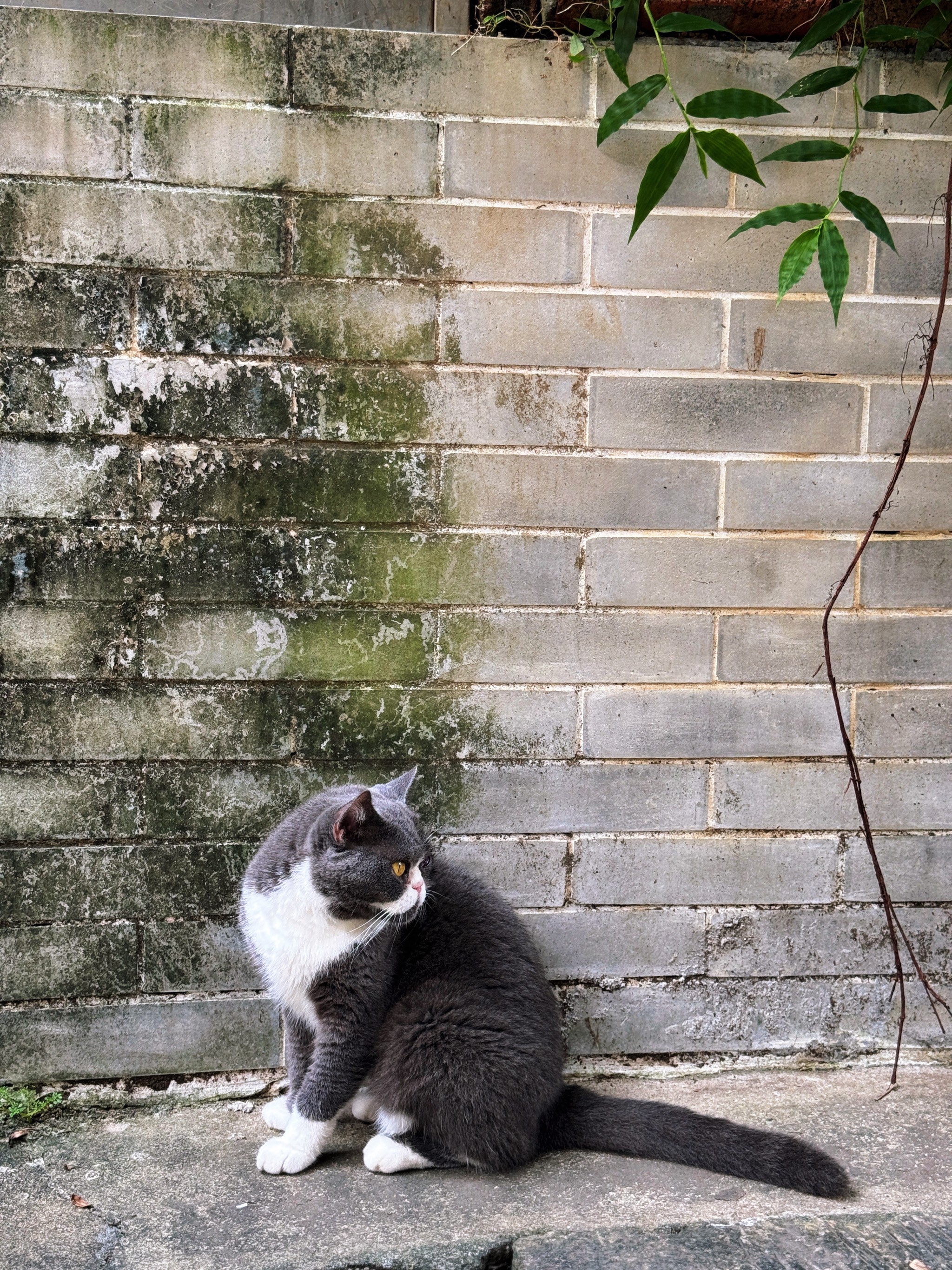 像旧巷子里的猫图片