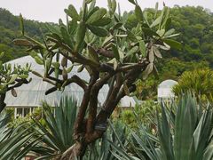 -深圳仙湖植物园