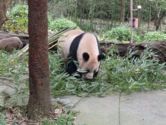 -都江堰中华大熊猫苑