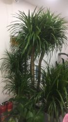 -久匠·野生眉半永久纹眉