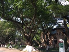-中山大学学者灵芝(园南路店)