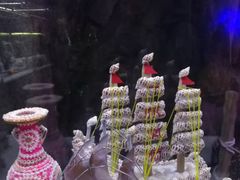 -贝壳梦幻世界