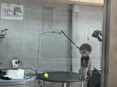 -宠福鑫康馨动物医院·骨科·眼科