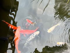 -凤凰山斑鱼馆(恭城店)