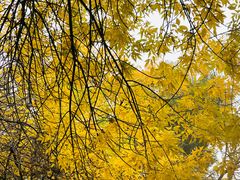 -三里屯东五街银杏大道