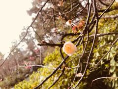 -青枫公园