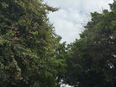 -王借岗森林公园