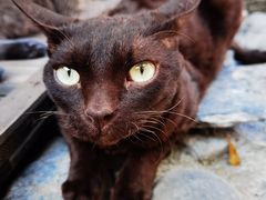 -喵屿·大理花园猫咖