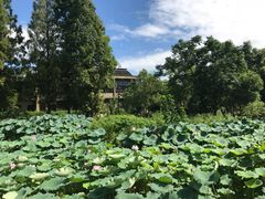 -乌村