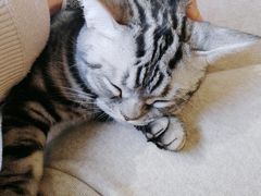 -猫和宫(六道口店)