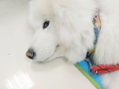 -康旭宠物医院(郑州总院)