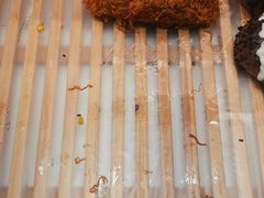 -卡玛王子·面包·蛋糕(南山宝能环球汇店)