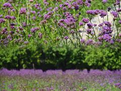 -江苏三台山国家森林公园