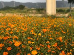 -光明小镇欢乐田园