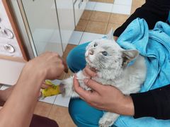 -西安京西宠物医院·瘫痪·疑难杂症