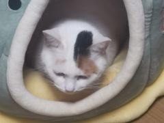 -伟伟宠物医院·瑞派猫友好医院·猫科(光谷店)