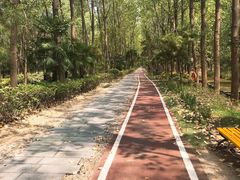 -合肥滨湖国家森林公园