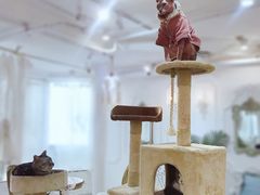 -共舞时光猫咖·狗咖(新街口店)