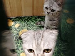 -藏猫猫咖啡主题馆(中央大道店)