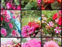 -石家庄市植物园