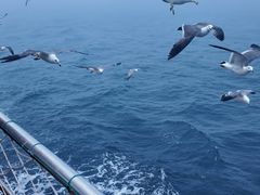 -海驴岛(荣成市)