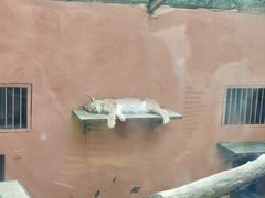 -青藏高原野生动物园