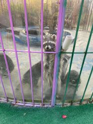 -萌宠亲子动物乐园(槐房万达店)