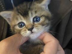 -楼上猫咖(罗湖店)