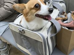 -美联众合动物医院·24h转诊中心