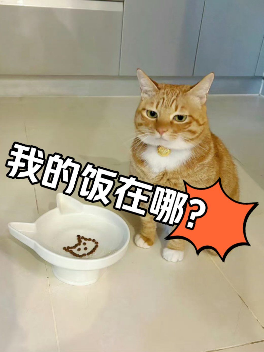 都等到要emo了!饭呢?铲屎官!