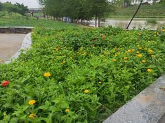 -洨河生态公园