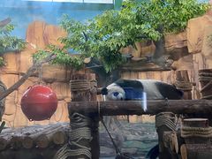 -泉州海丝野生动物世界