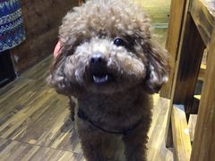 -志龙皇冠吃货椰子铺